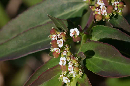 Chamaesyce hyssopifolia #7